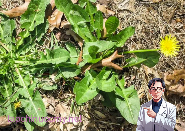 Bṑ cȏng anh là dược liệu có nhiḕu cȏng dụng ᵭṓi với sức khỏe con người.