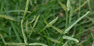 Tác dụng của cỏ mần trầu trong Y học cổ truyền