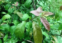 Uống lá xạ đen, lá vối giải độc gan, lại bị gan nặng hơn