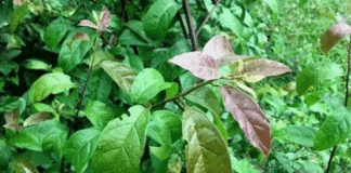 Uống lá xạ đen, lá vối giải độc gan, lại bị gan nặng hơn