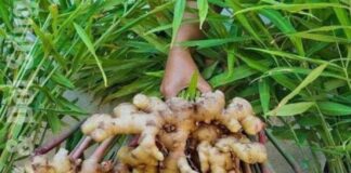 Mẹo trồng gừng tại nhà cho củ to mập, ăn quanh năm không hết.