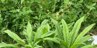 Trong vườn có khóm cây này – quý hơn cả 1 tủ thuố.c