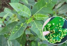 Nếu biết ai bị tiểu đường, hãy chỉ cho cách uống nước lá sung: Họ sẽ biết ơn bạn đến suốt đời