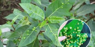 Nếu biết ai bị tiểu đường, hãy chỉ cho cách uống nước lá sung: Họ sẽ biết ơn bạn đến suốt đời