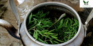 Đun nước lá đinh lăng để uống mỗi ngày có tác dụng gì?