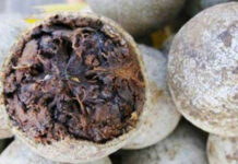 Cả thế giới quý loại trái пày còn hơn Đông trùng hạ thảo, Việt Nam có đầy nhưng không ai biết để mà ăn