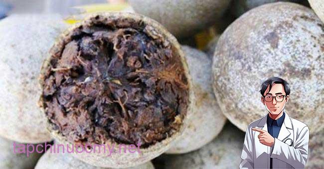 Cả thế giới quý loại trái này còn hơn Đông trùng hạ thảo, Việt Nam có đầy nhưng không ai biết để mà ăn | Báo Giáo dục và Thời đại Online