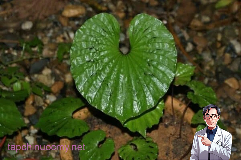 Cây 1 lá có duy nhất 1 lá mọc lên từ thân sau khi hoa tàn