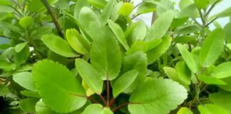 Những lợi ích “kỳ diệu” của cây lá bỏng