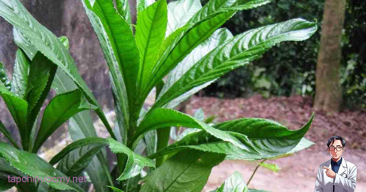 Cây xương sông điều trị ho, viêm phế quản ở trẻ nhỏ