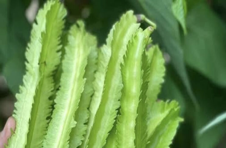 Quả đậu rồng có công dụng thần kỳ gì với sức khỏe?