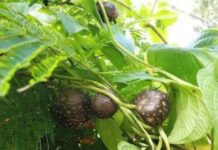 Loại cây từ quả đến rễ đều kịch đ:ộc nhưng người Việt vẫn dùng làm thực phẩm, giá bán cao chót vót