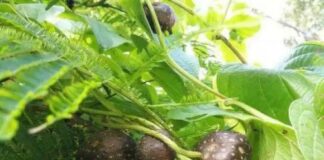 Loại cây từ quả đến rễ đều kịch đ:ộc nhưng người Việt vẫn dùng làm thực phẩm, giá bán cao chót vót