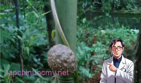 Khoai trời, tác dụng của cây khoai trời