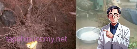 Khoai trời, tác dụng của cây khoai trời