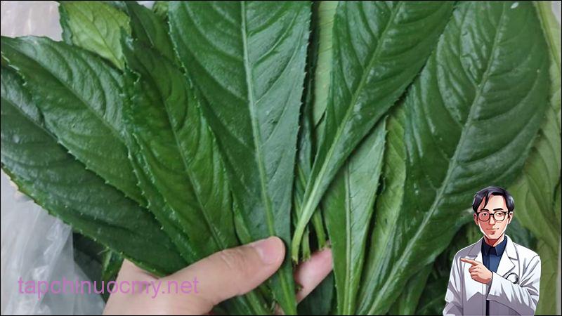 Lá xương sông có tác dụng gì? Công dụng và liều dùng lá xương sông