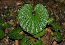 Cây 1 lá: Dược liệu quý hiếm cho hệ hô hấp