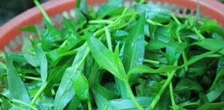 Loài rau mọc dại xưa nghèo mới ăn hóa ra vừa mát vừa bổ, ăn 1 lần nhớ cả đời