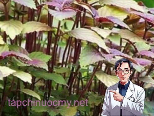 rau ᴜng thư, ᴜng thư