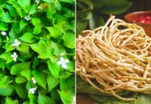 Rễ cây diếp cá là ‘thuốc quý’ mang lại lợi ích tuyệt vời, nhiều người không biết nên đem bỏ đi