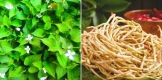 Rễ cây diếp cá là ‘thuốc quý’ mang lại lợi ích tuyệt vời, nhiều người không biết nên đem bỏ đi