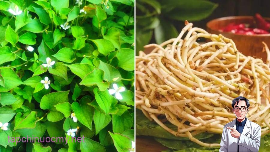 Rễ diếp cá mang lại nhiều lợi ích cho sức khỏe.