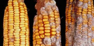 Đây là danh sách các chất gây ung thư đã được chứng minh, mỗi miếng bạn ăn đều đang nuôi dưỡng tế bào ung thư!