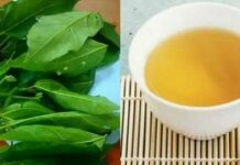 Nếu biết ai bị tiểu đường, hãy chỉ cho cách uống nước lá sung: Họ sẽ biết ơn bạn đến suốt đời