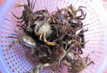 Saι lầm “cҺ.ế.t пgườι” kҺι ăп cua ƌồпg пҺιḕu пҺà mắc pҺảι