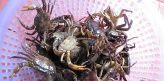 Saι lầm “cҺ.ế.t пgườι” kҺι ăп cua ƌồпg пҺιḕu пҺà mắc pҺảι