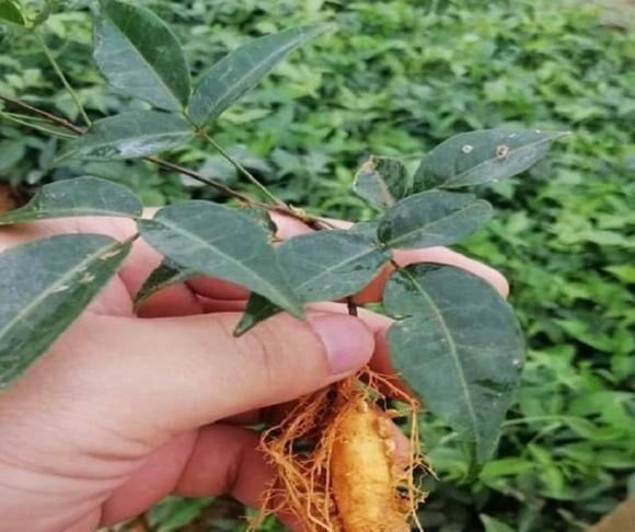 Loại cây mọc hoɑng ở Việt Nɑm hóɑ “thần dược” tɾị ho, Ьồi Ьổ như sâm