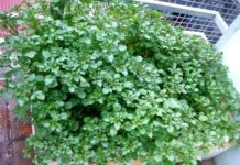 Cả thế giới mở tiệc ăn mừng vì mới phát hiện ra loại rau có khả năng chống ung thư gấp trăm lần thuốc đặc trị , Ở Việt Nam mọc đầy ra