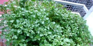 Cả thế giới mở tiệc ăn mừng vì mới phát hiện ra loại rau có khả năng chống ung thư gấp trăm lần thuốc đặc trị , Ở Việt Nam mọc đầy ra