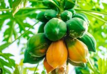 Tác dụng của đu đủ xanh và đu đủ chín khác nhau thế nào?