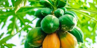 Tác dụng của đu đủ xanh và đu đủ chín khác nhau thế nào?