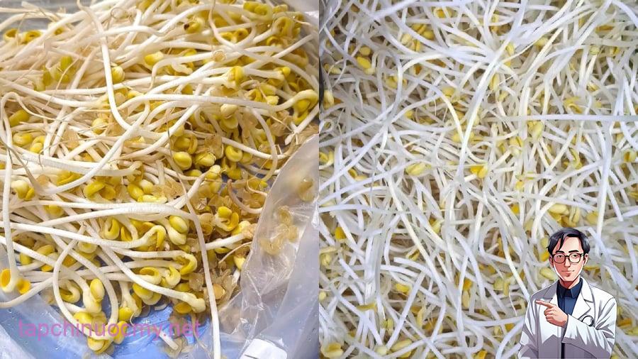 Giá đỗ không rễ thường là loại được ủ bằng hóa chất gây hại cho sức khỏe.