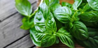 Ít ai biết: Húng quế giúp đào thải axit uric, hỗ trợ giảm đau khớp tự nhiên