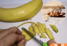 Trộn vỏ chuối với thứ này rồi để ở góc nhà, chỉ sau 1 đêm gián chạy sạch