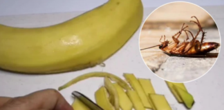Trộn vỏ chuối với thứ này rồi để ở góc nhà, chỉ sau 1 đêm gián chạy sạch