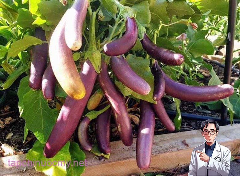 Cà tím là “vua của các loại rau” nhưng 4 người này tuyệt ᵭṓi ᵭừng ăn - 4