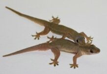 Có quá nhiều thạch sùng trong nhà, mách bạn mẹo nhỏ khiến chúng ‘một đi không trở lại’