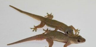 Có quá nhiều thạch sùng trong nhà, mách bạn mẹo nhỏ khiến chúng ‘một đi không trở lại’