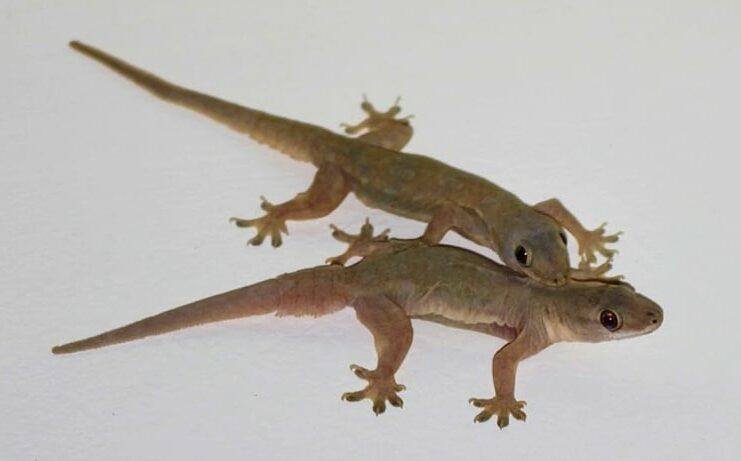 Có quá nhiều thạch sùng trong nhà, mách bạn mẹo nhỏ khiến chúng ‘một đi không trở lại’