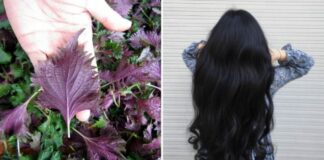 Cách gội đầu bằng nước lá tía tô, chống rụng tóc, kích thích mọc tóc con