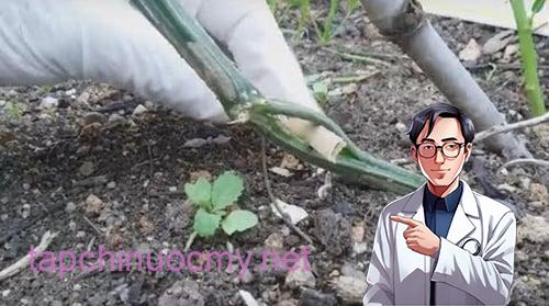 cach-trong-muop-sai-qua-01