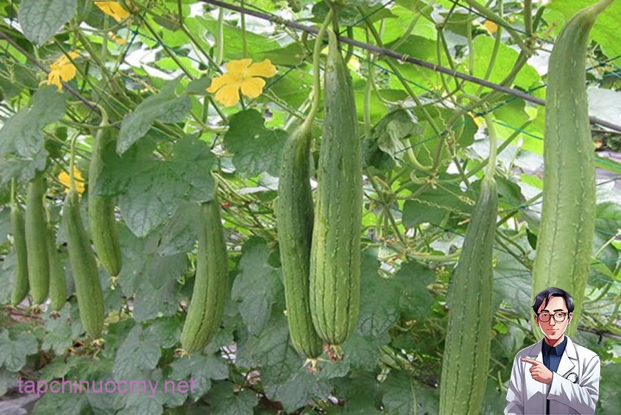 cach-trong-muop-sai-qua-02