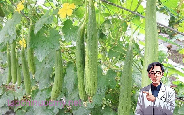 cach-trong-muop-sai-qua-03