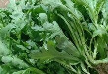 Rau cải cúc – Ăn thường xuyên nhưng bạn có biết 5 tác dụng tuyệt vời này