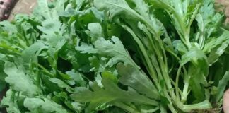 Rau cải cúc – Ăn thường xuyên nhưng bạn có biết 5 tác dụng tuyệt vời này