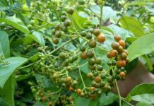 Cây xạ đen “dược liệu vàng”, nhiều công dụng nhưng Không Phải ai cũng nên dùng, không phải càng nhiều càng tốt